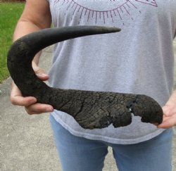#2 Grade 18-1/2 inches single black wildebeest horn, measured around curve for $15 