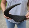 #2 Grade 17-1/2 inches single black wildebeest horn, measured around curve (Chipped base) - you are buying this discounted/damaged horn pictured for $15 