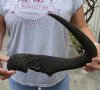 #2 Grade 22-1/2 inches single black wildebeest horn, measured around curve (Chipped base) - you are buying this discounted/damaged horn pictured for $15 