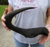 #2 Grade 22 inches single black wildebeest horn, measured around curve (hole and cracks) - you are buying this discounted/damaged horn pictured for $15 