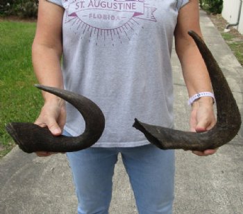 2 piece lot of black wildebeest horns, 13-1/2 and 16 inches measured around curve for $18/lot  