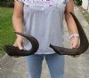 2 piece lot of black wildebeest horns, 13-1/2 and 16 inches measured around curve - you are buying the horns pictured for $25/lot  