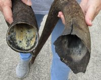 2 piece lot of black wildebeest horns, 13-1/2 and 16 inches measured around curve for $18/lot  