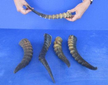 5 pc lot of Male Blesbok horns 10 to 13 inches for $39/lot