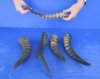 5 pc lot of Male Blesbok horns 10 to 13 inches - you are buying the 5 horns pictured for $55/lot