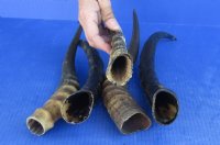 5 pc lot of Male Blesbok horns 10 to 13 inches for $39/lot