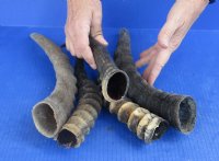 5 pc lot of Male Blesbok horns 10 to 13 inches for $39/lot