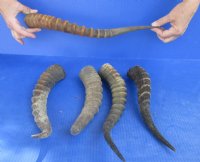 5 pc lot of Male Blesbok horns 10 to 14 inches - you are buying the 5 horns pictured for $55/lot