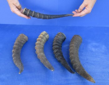 5 pc lot of Male Blesbok horns 10 to 14 inches for $39/lot