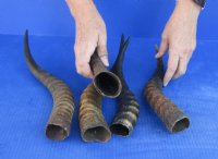 5 pc lot of Male Blesbok horns 10 to 13 inches for $55/lot