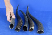 5 pc lot of Female Blesbok horns 10 to 13 inches for $50/lot