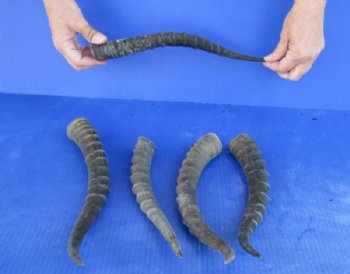 5 pc lot of Female Blesbok horns 10 to 13 inches for $35/lot