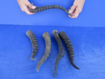 5 pc lot of Female Blesbok horns 10 to 13 inches for $35/lot