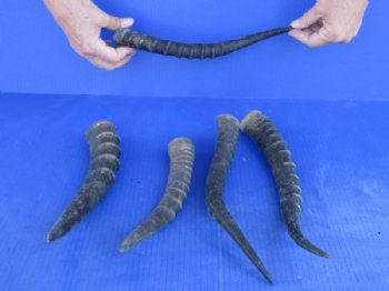 5 pc lot of Female Blesbok horns 10 to 13 inches for $35/lot