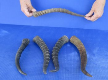 5 pc lot of Female Blesbok horns 10 to 13 inches for $35/lot