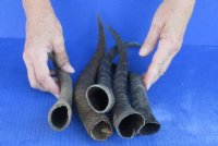 5 pc lot of Female Blesbok horns 10 to 13 inches for $35/lot