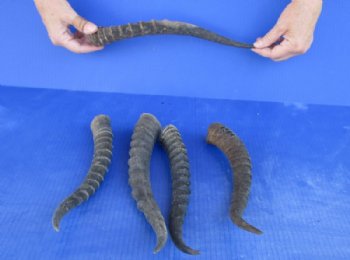 5 pc lot of Female Blesbok horns 10 to 13 inches for $35/lot