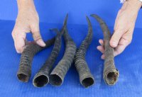 5 pc lot of Female Blesbok horns 10 to 13 inches for $35/lot
