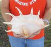 13 inch giant spider conch shell for decorating - you are buying the one pictured for $18