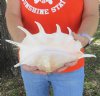 13 inch giant spider conch shell for decorating - you are buying the one pictured for $18