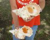 2 giant frog shells for sale, bursa bubo, 8 inches, review all photos. you are buying these 2 shells for $18/lot