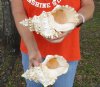 2 giant frog shells for sale, bursa bubo, 8 inches, review all photos. you are buying these 2 shells for $18/lot