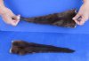 2 pc lot of Genuine tanned otter tails measuring approximately 13 to 15 inches long. You will receive the 2 pictured for $25