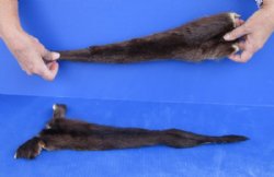 2 pc lot of Genuine tanned otter tails measuring approximately 17 to 18 inches long for $25