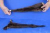 2 pc lot of Genuine tanned otter tails measuring approximately 17 to 18 inches long. You will receive the 2 pictured for $25