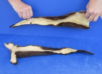 2 pc lot of Genuine tanned otter tails measuring approximately 17 to 18 inches long for $25