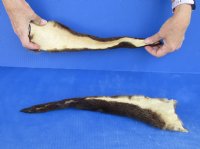 2 pc lot of Genuine tanned otter tails measuring approximately 15 to 16 inches long for $25