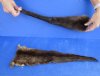 2 pc lot of Genuine tanned otter tails measuring approximately 17 to 19 inches long. You will receive the 2 pictured for $25