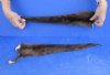 2 pc lot of Genuine tanned otter tails measuring approximately 19 to 20 inches long. You will receive the 2 pictured for $25