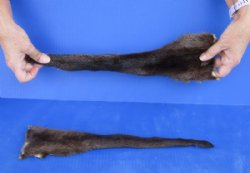 2 pc lot of Genuine tanned otter tails measuring approximately 15 to 16 inches long for $25