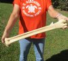 25 inch giraffe metatarsal leg bone (Very good condition) - review all photos. You are buying the giraffe bone pictured for $85