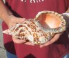 #2 Grade Caribbean Triton seashell (holes and calcium) 9-1/2 inches long - (You are buying the discounted/damaged shell pictured) for $22.00
