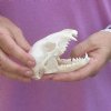 Raccoon Skull measuring 4-1/2 inches long and 2-1/2 inches wide - You are buying the skull shown for $25.00 
