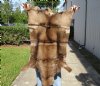 Black Springbok Skin Rug 38 inches long by 23 inches wide. You are buying the skin shown for $65