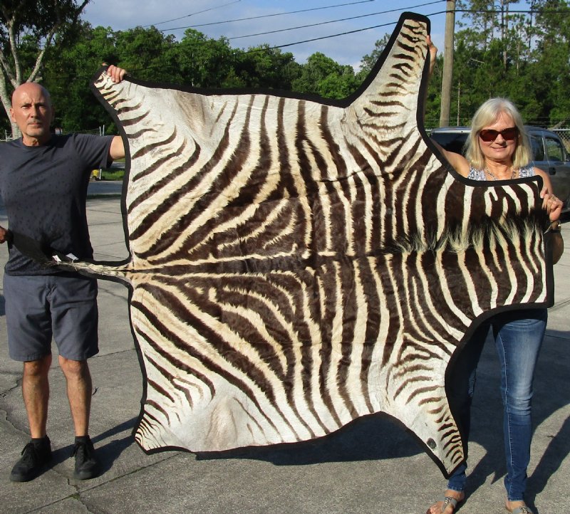 Real Zebra Skin Rug with felt backing
