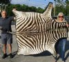 65" x 55" Real Zebra Skin Rug with felt backing - you are buying the zebra hide pictured for $695.00 (Adult Signature Required)