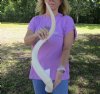 34 inch South African Kudu Inner Horn Core - You are buying the horn core shown in the photos for $32