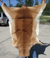 53L x 38W African impala skin, hide - You are buying this one for $60.00