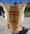 47L x 38W  African impala skin, hide - You are buying this one for $60.00