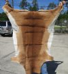 52L x 40W African impala skin, hide - You are buying this one for $60.00