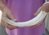 #2 grade 11 Warthog Tusk, Warthog Ivory from African Warthog .45 lb and approximately 95% solid (You are buying the tusk in the photo) for $50