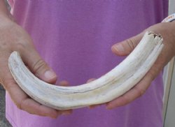 #2 grade 11-1/4 Warthog Tusk, Warthog Ivory from African Warthog .50 lb and approximately 95% solid for $50