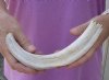 #2 grade 11-1/4 Warthog Tusk, Warthog Ivory from African Warthog .50 lb and approximately 95% solid (You are buying the tusk in the photo) for $50