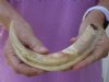 10-1/4 inch Warthog Tusk, Warthog Ivory from African Warthog .35 lb and approximately 85% solid (You are buying the tusk in the photo) for $45 