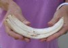 #2 grade 9 Warthog Tusk, Warthog Ivory from African Warthog (You are buying the tusk in the photo) for $23