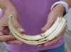 10-1/2 inch Warthog Tusk, Warthog Ivory from African Warthog .25 lb and approximately 90% solid (You are buying the tusk in the photo) for $50 